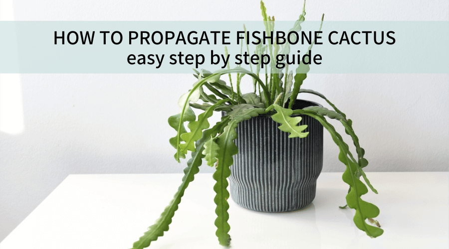 how to propagate fishbone cactus easy step by step guide