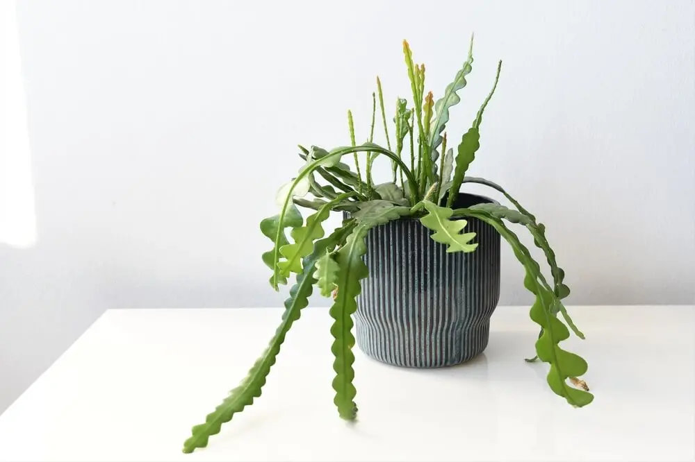 how to propagate fishbone cactus